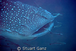 Whaleshark - taken at Richelieu rock last Saturday. by Stuart Ganz 